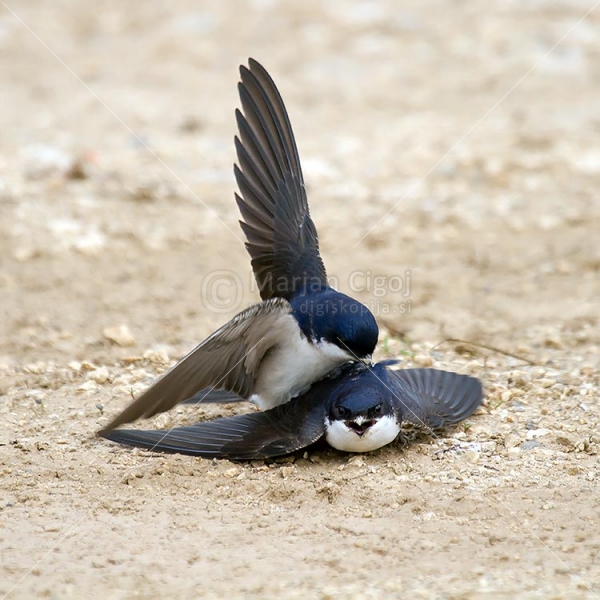 Klikni za ogled večje slike