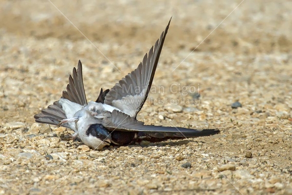 Klikni za ogled večje slike