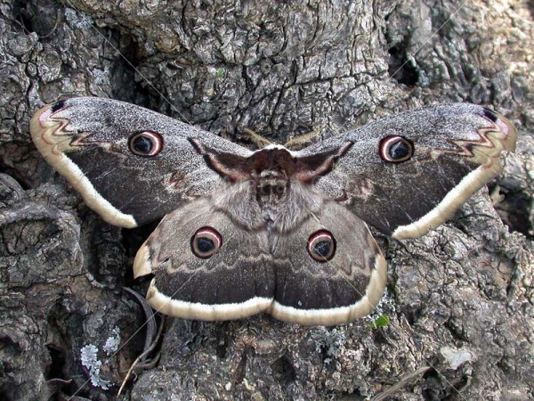 Klikni za ogled večje slike