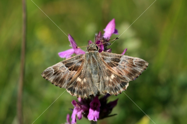 Klikni za ogled večje slike