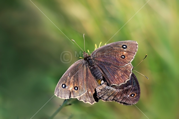 Klikni za ogled večje slike