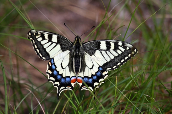Klikni za ogled večje slike