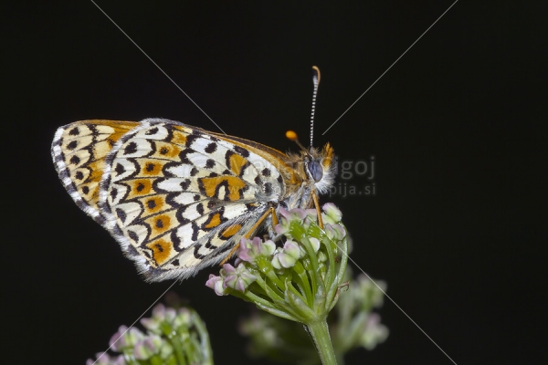 Klikni za ogled večje slike