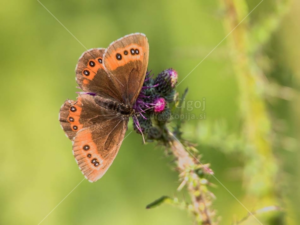 Klikni za ogled večje slike