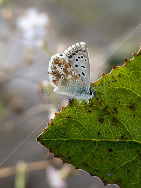 Klikni za ogled večje slike