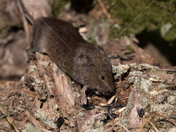 Klikni za ogled večje slike