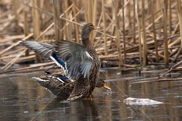 Klikni za ogled večje slike