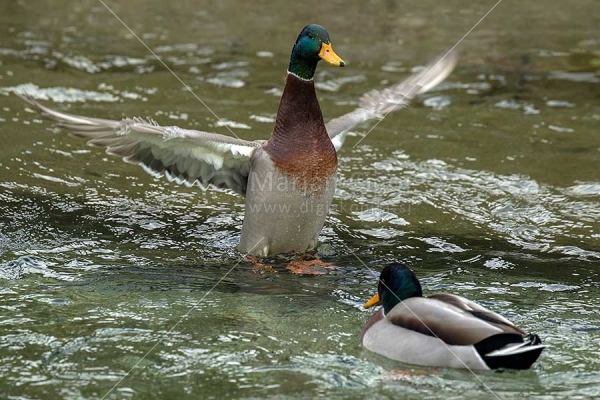 Klikni za ogled večje slike