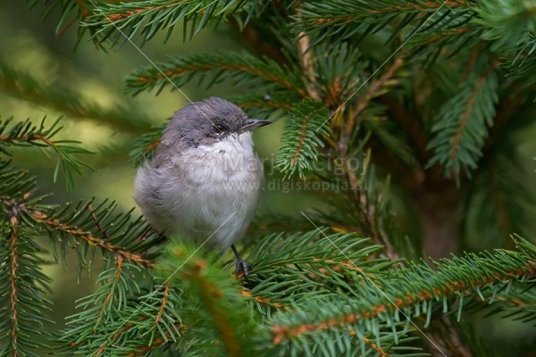 Klikni za ogled večje slike
