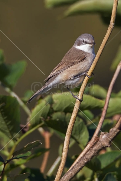 Klikni za ogled večje slike