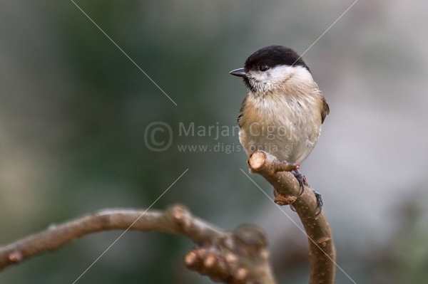 Klikni za ogled večje slike