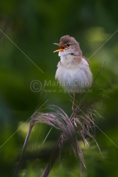 Klikni za ogled večje slike