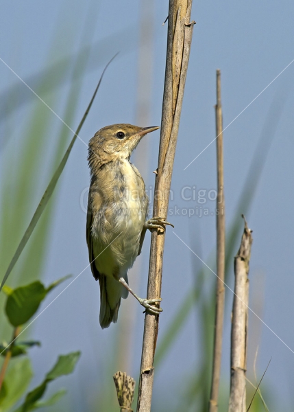 Klikni za ogled večje slike