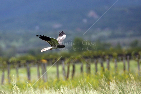 Klikni za ogled večje slike