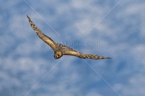 Klikni za ogled večje slike