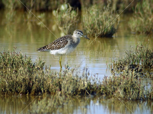 Klikni za ogled večje slike