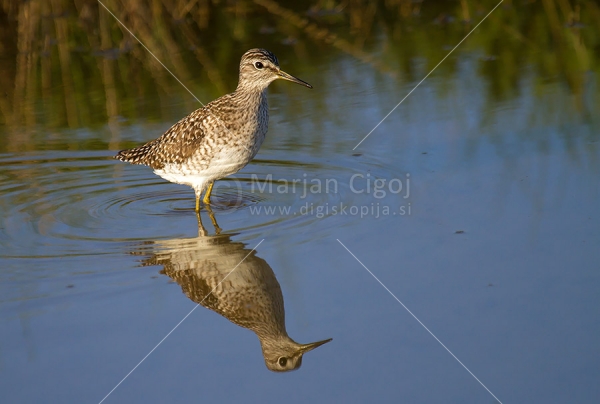 Klikni za ogled večje slike