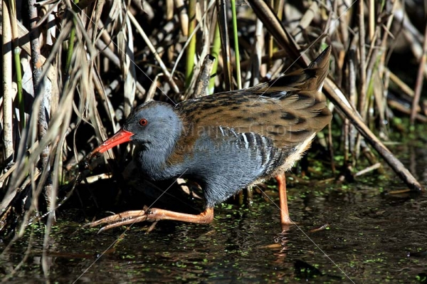Klikni za ogled večje slike