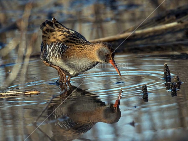 Klikni za ogled večje slike