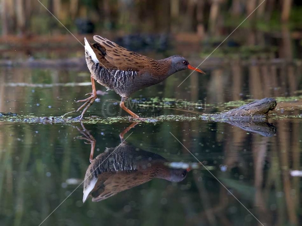 Klikni za ogled večje slike