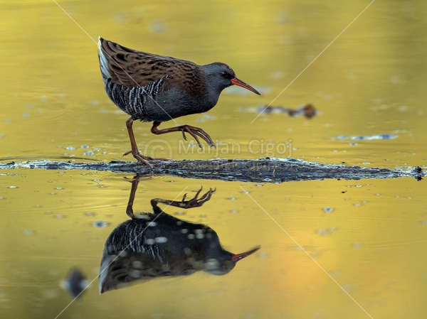 Klikni za ogled večje slike