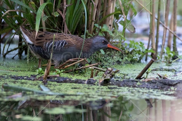 Klikni za ogled večje slike