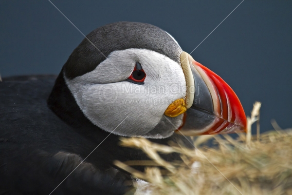 Klikni za ogled večje slike