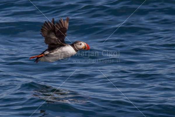 Klikni za ogled večje slike