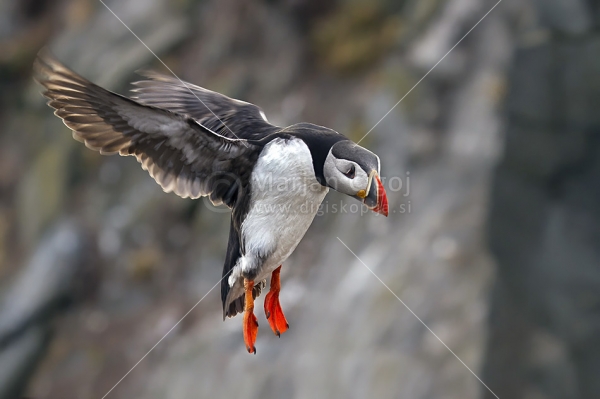 Klikni za ogled večje slike