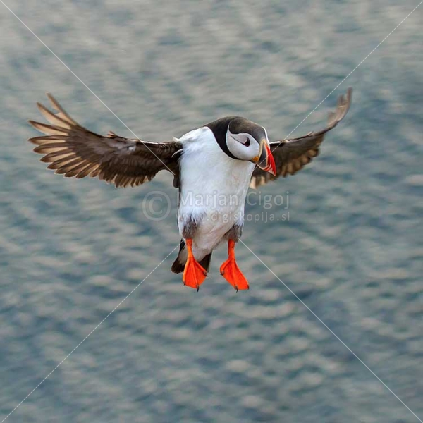 Klikni za ogled večje slike
