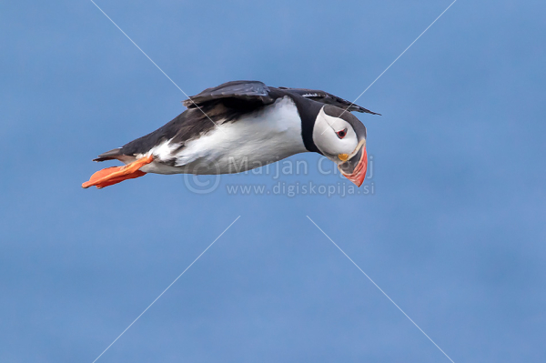 Klikni za ogled večje slike