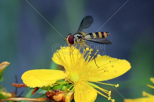 Klikni za ogled večje slike