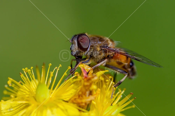 Klikni za ogled večje slike