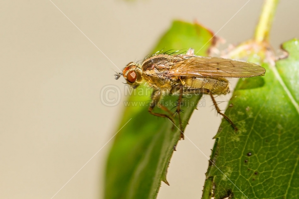 Klikni za ogled večje slike