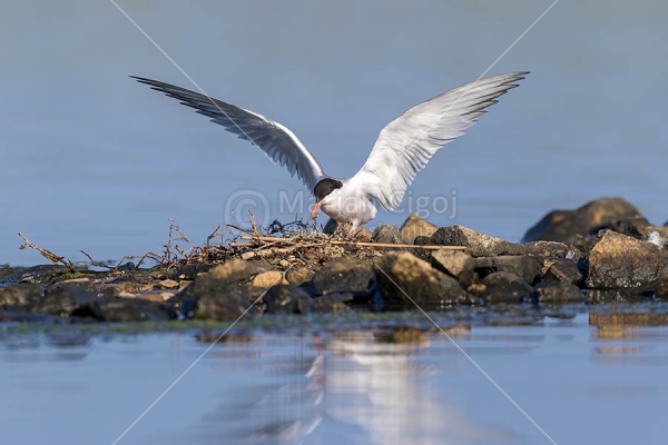 Klikni za ogled večje slike