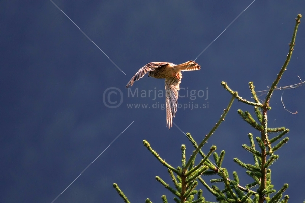 Klikni za ogled večje slike