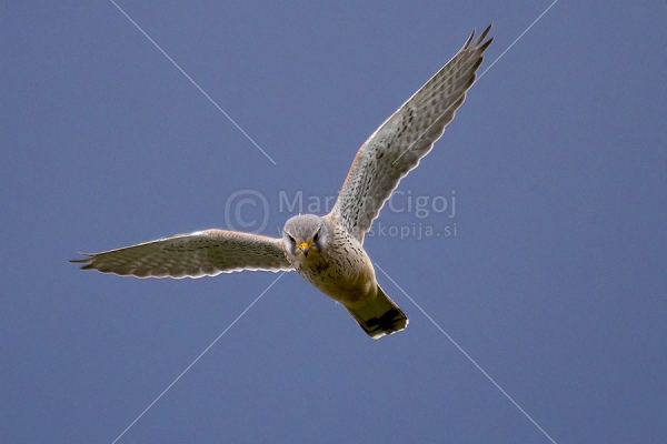 Klikni za ogled večje slike