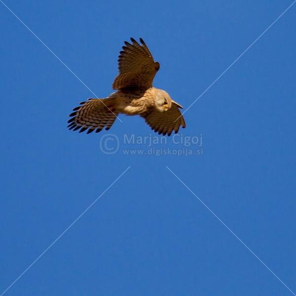 Klikni za ogled večje slike