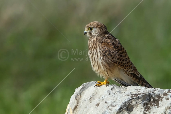 Klikni za ogled večje slike