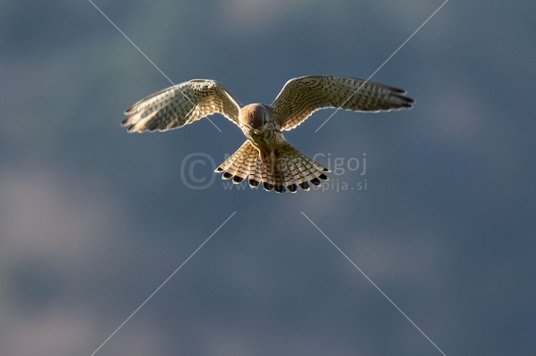 Klikni za ogled večje slike