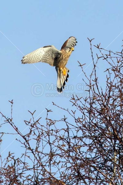 Klikni za ogled večje slike
