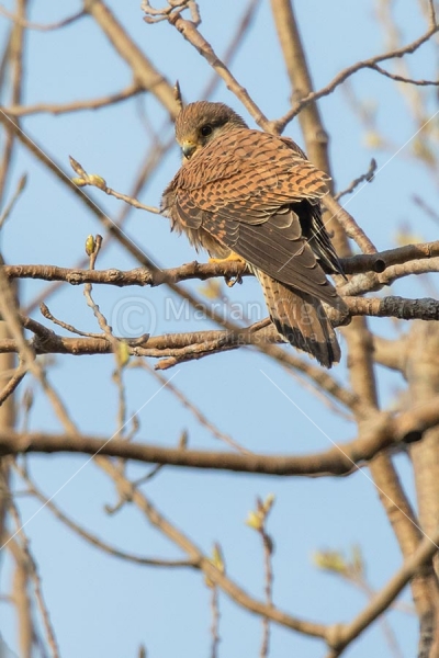 Klikni za ogled večje slike