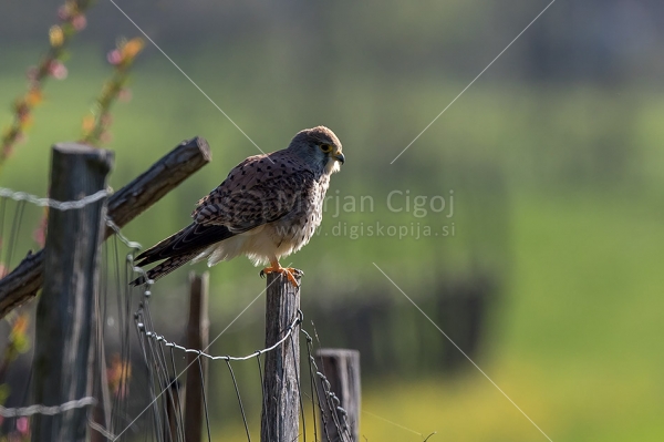 Klikni za ogled večje slike