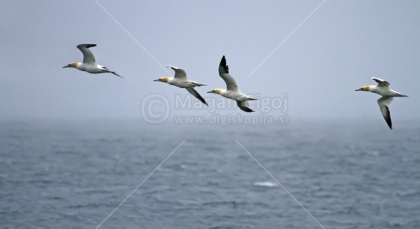 Klikni za ogled večje slike
