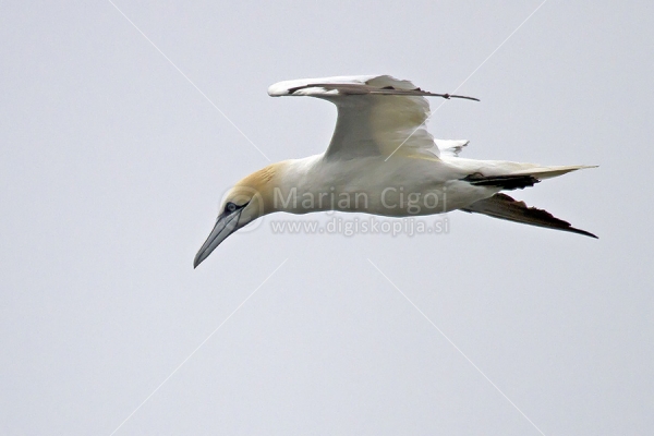 Klikni za ogled večje slike
