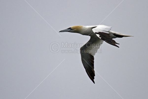 Klikni za ogled večje slike