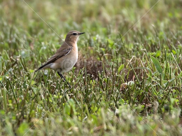 Klikni za ogled večje slike