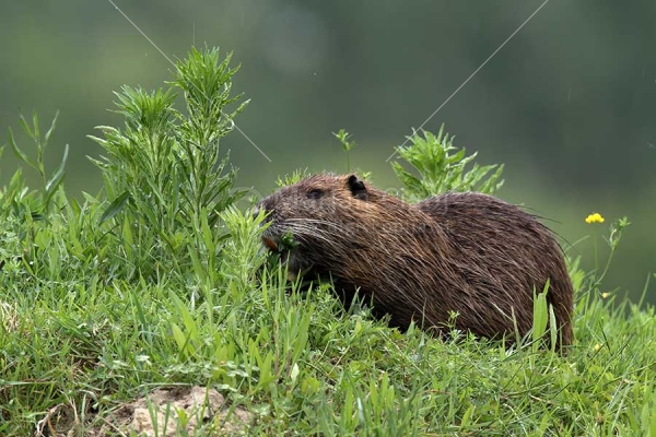 Klikni za ogled večje slike