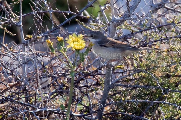 Klikni za ogled večje slike