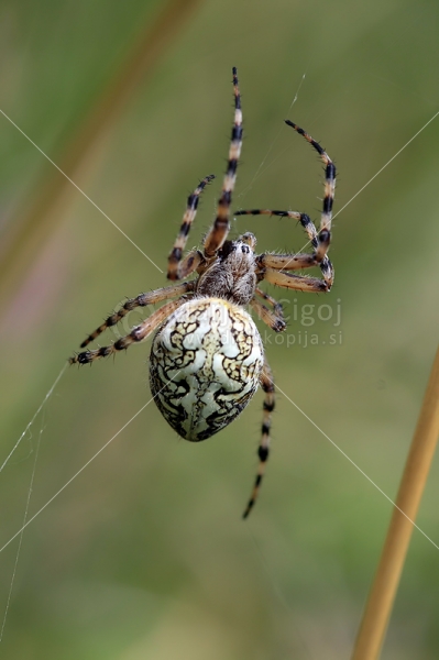 Klikni za ogled večje slike